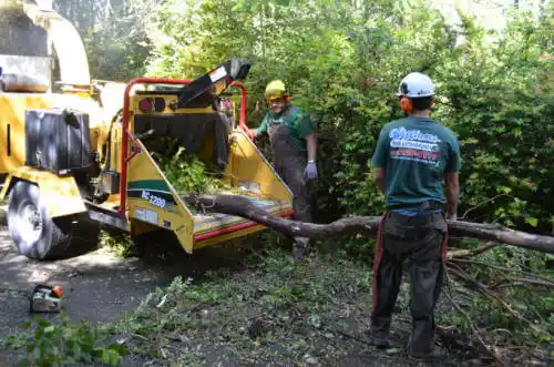 tree services Bogart